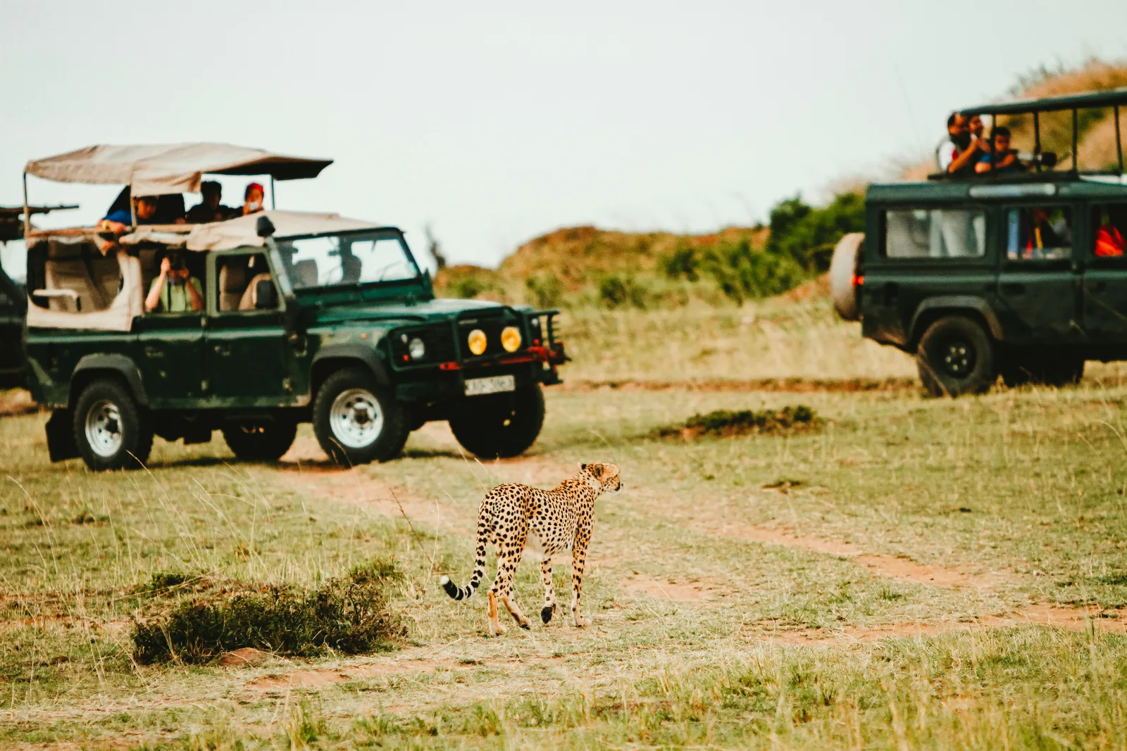 Cheetah walking across open grassland between safari vehicles in the Maasai Mara