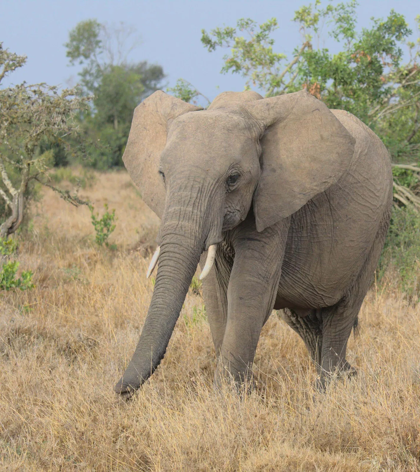 Close portrait of an African elephant in warm morning light