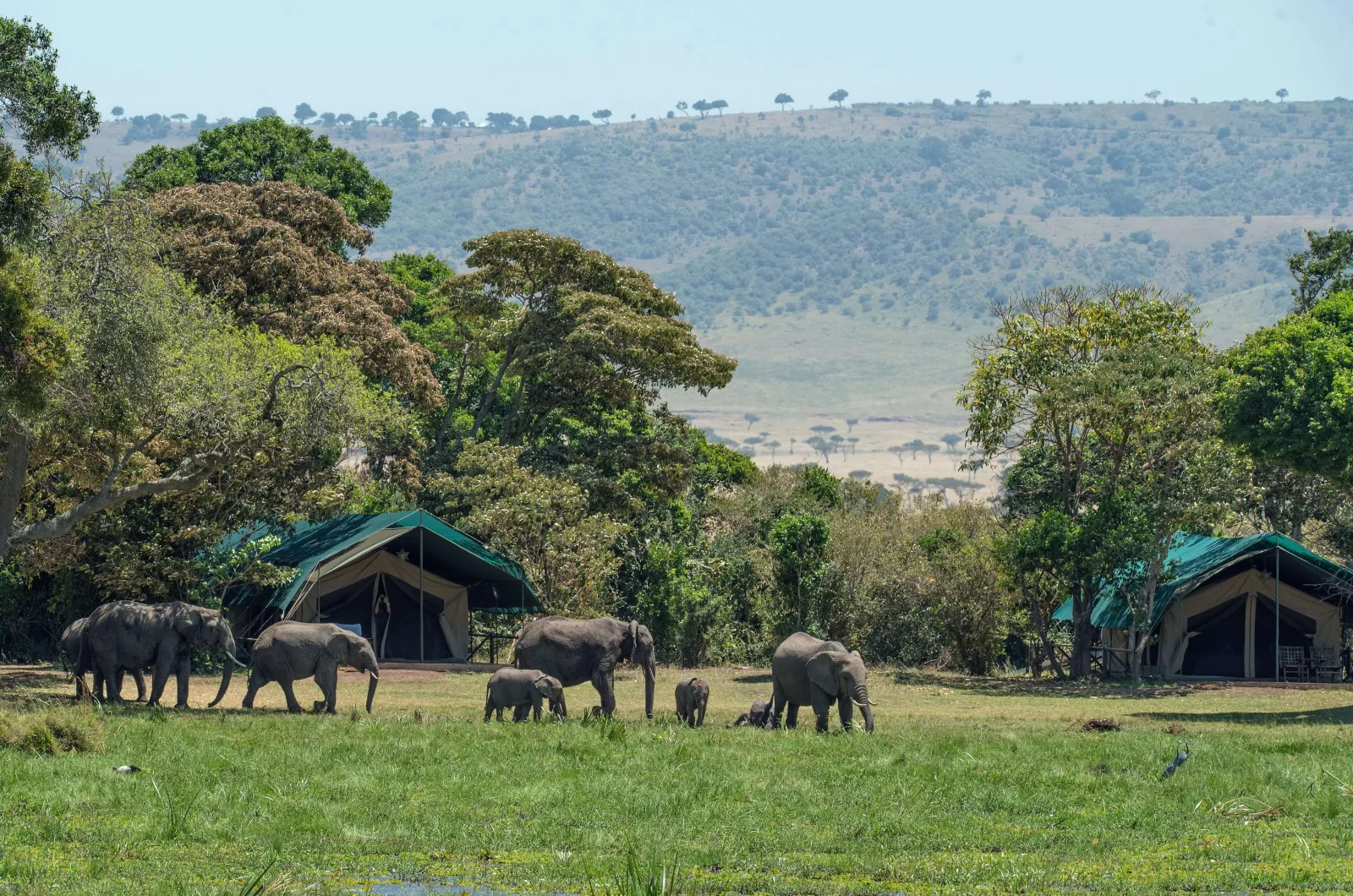 Elephants walking past canvas safari tents in a wilderness camp