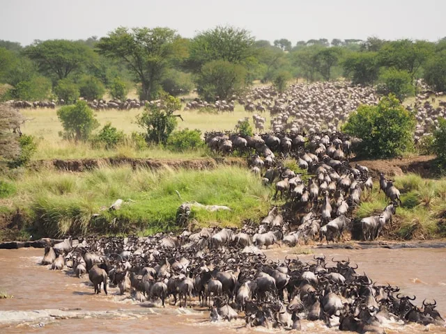 Wildebeest herd crossing the Mara River during the migration