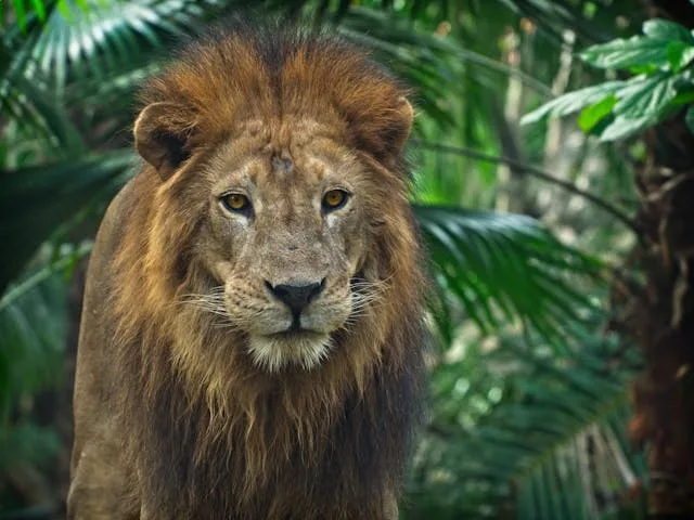 Lion watching from golden grass in the Maasai Mara