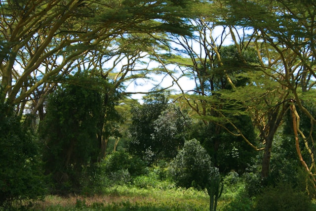 Woodland habitat in the greater Mara ecosystem