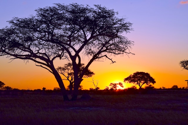Safari vehicle during an evening game drive