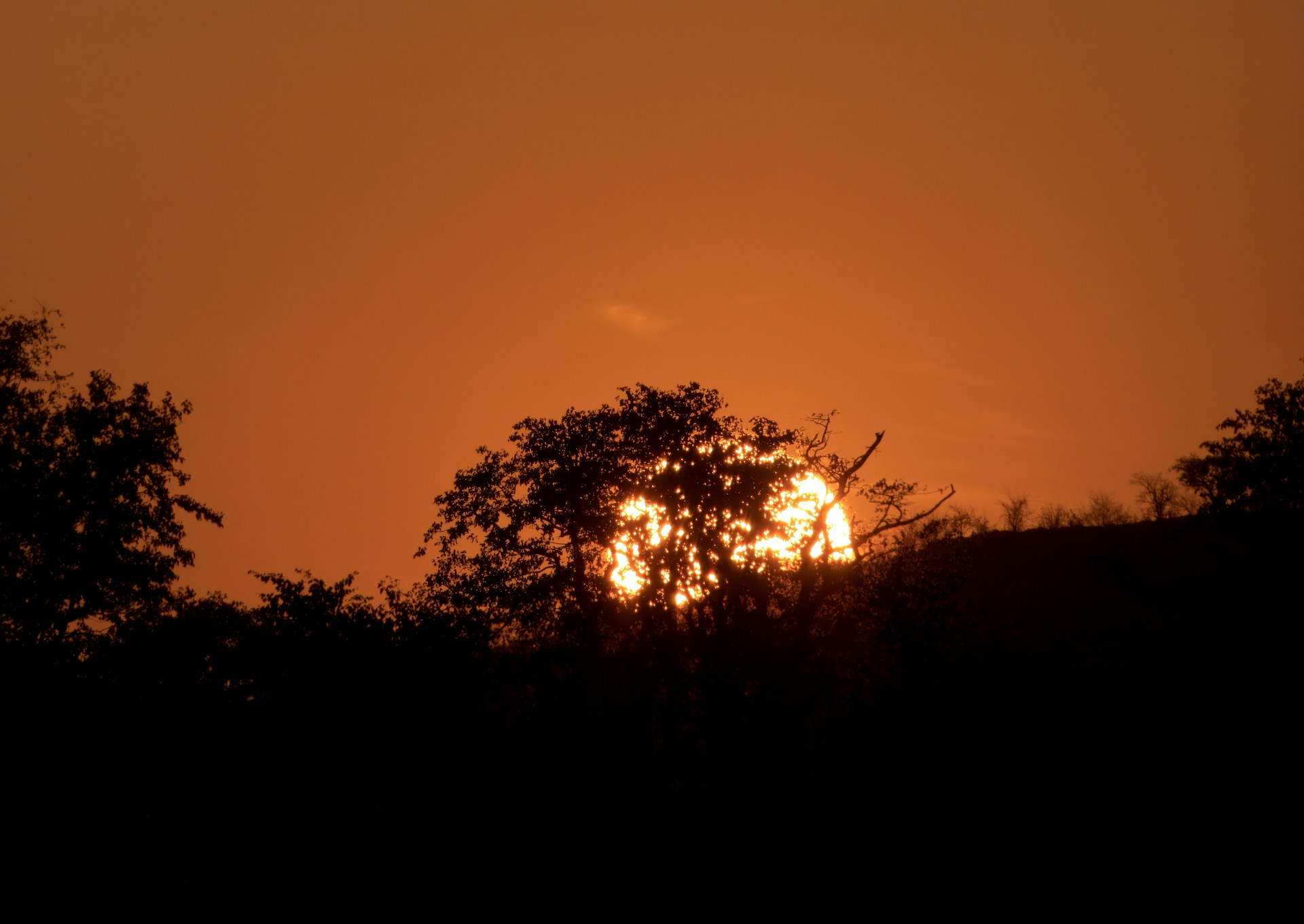 Sunset glowing through trees on safari