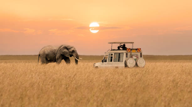 Luxury Fly In Masai Mara Safari